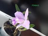 Cattleya schroederae х Laelia alaori 